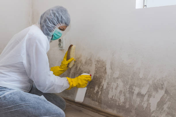Best Home Mold Removal  in Wadsworth, IL