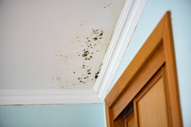 Best Local Mold Removal Service  in Wadsworth, IL