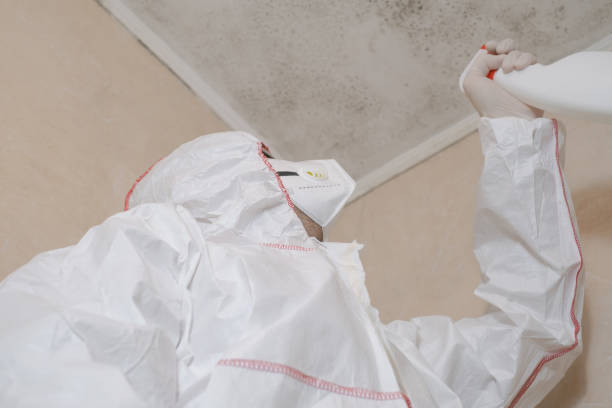 Best Mold Removal Company Near Me  in Wadsworth, IL