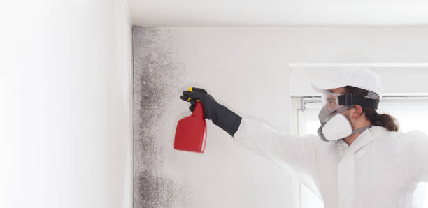 Best Emergency Mold Removal  in Wadsworth, IL