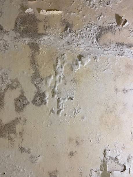 Best Mold Remediation  in Wadsworth, IL