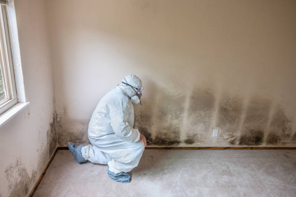 Best Residential Mold Removal  in Wadsworth, IL