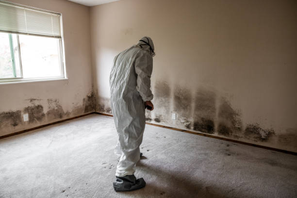 Crawl Space Mold Removal in Wadsworth, IL