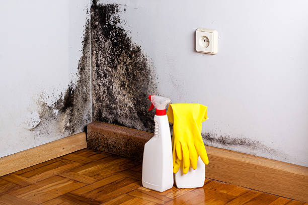 Best Office Mold Removal Services  in Wadsworth, IL