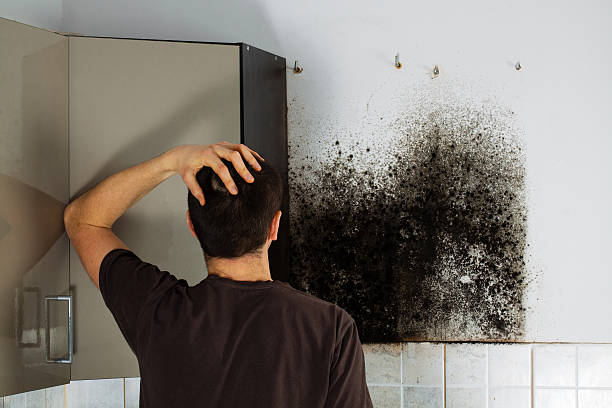 Best Mold Testing  in Wadsworth, IL
