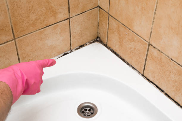 Best Local Mold Removal Service  in Wadsworth, IL